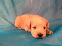 Female red Schnoodle Pup for sale #5 Born 1-25-13|Purebredpups is offering Better deals on Puppies than Most Schnoodle Dog Breeders in Florida